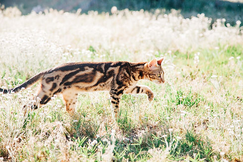 BalaQuoise Bengals-15.JPG.jpg