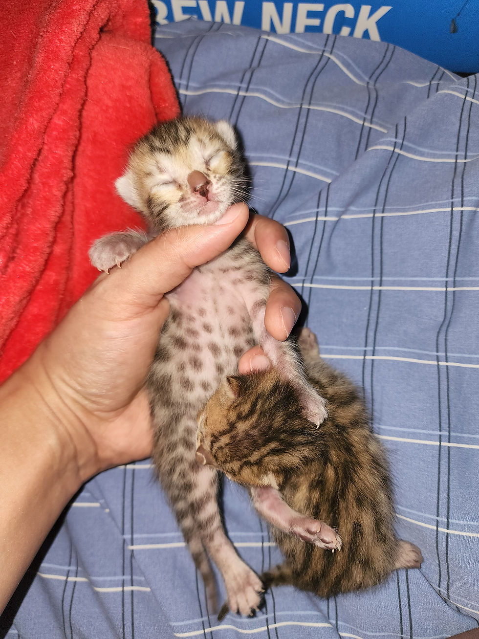 SBT Brown Spotted Female 3