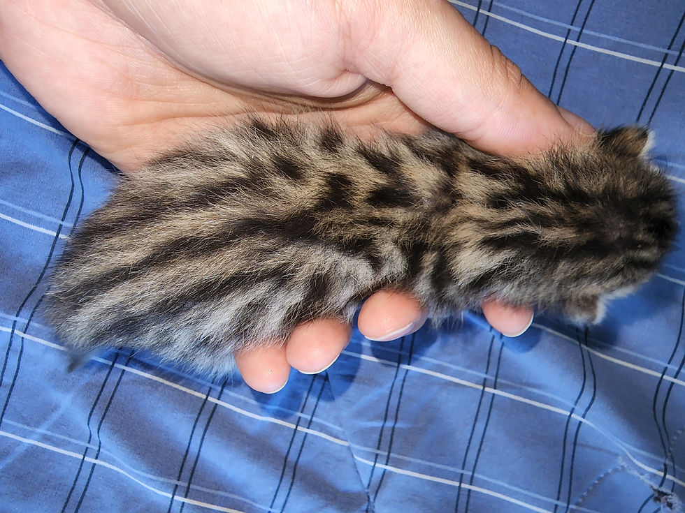 SBT Brown Spotted Female 3