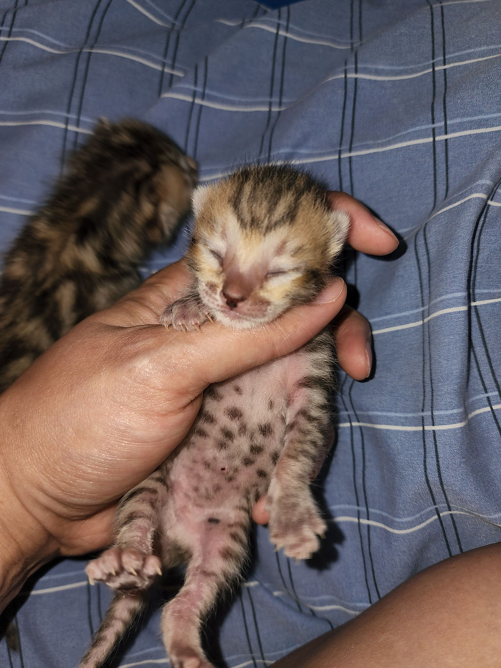 SBT Brown Spotted Female 4