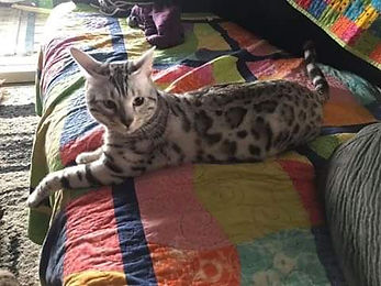 ZUKI