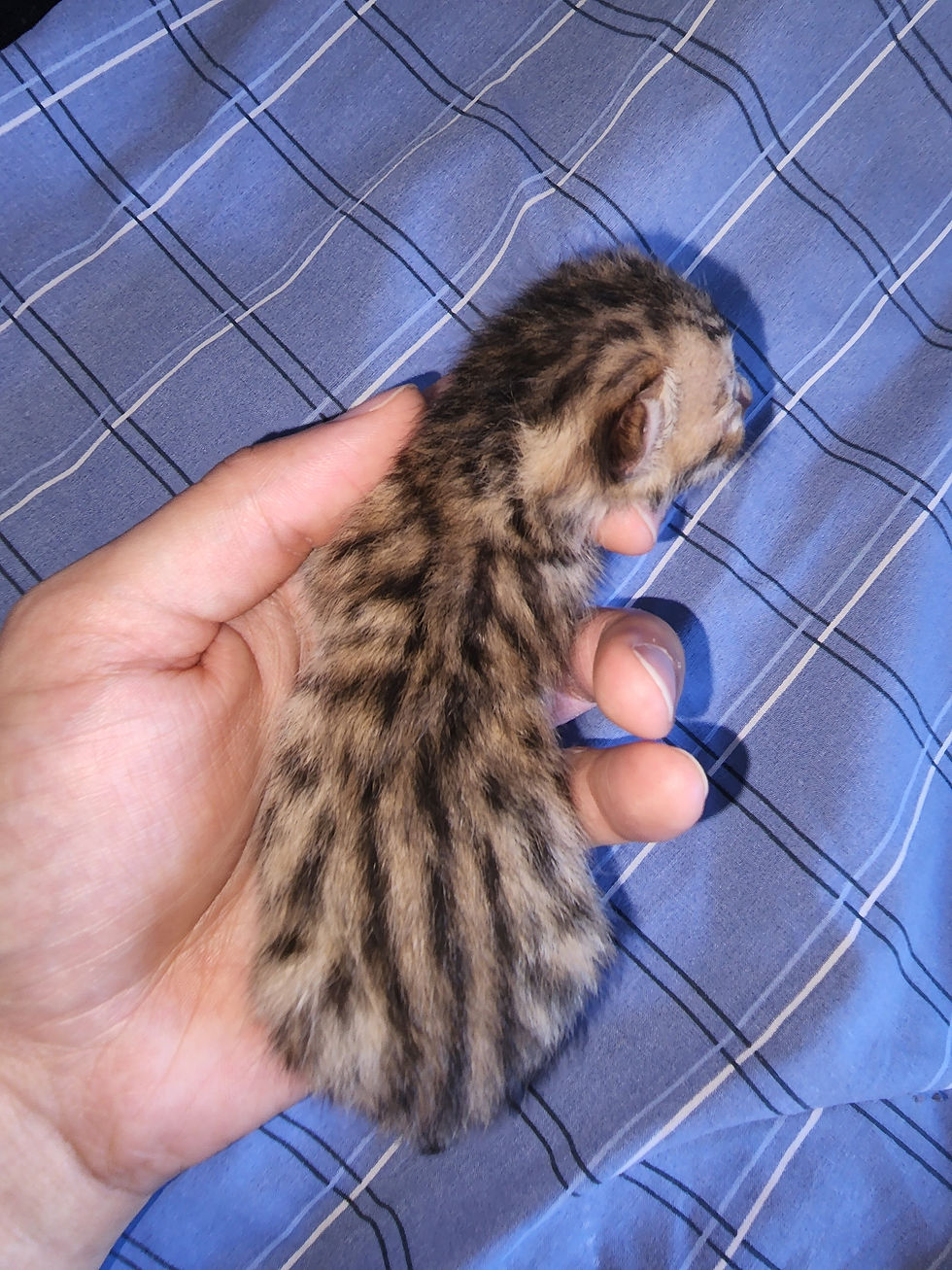 SBT Brown Spotted Female 4