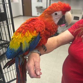 What is Exotic Birds of Denver: Discover Stunning Feathered Wonders