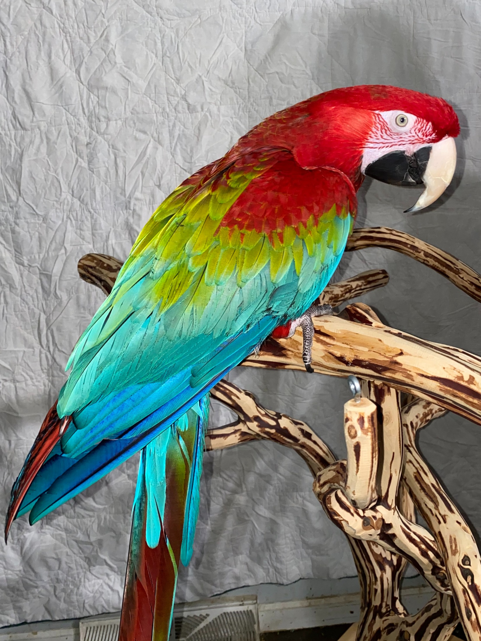 The Bird Rescue Colorado logo