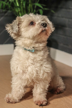 Lucky - Notre star