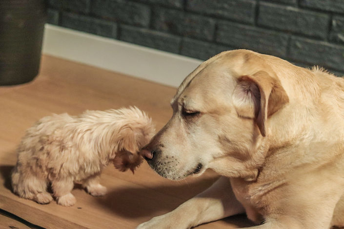 Des amours de chiens