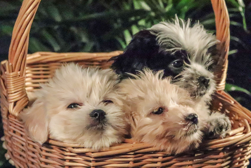 Nos petits bichons adorables