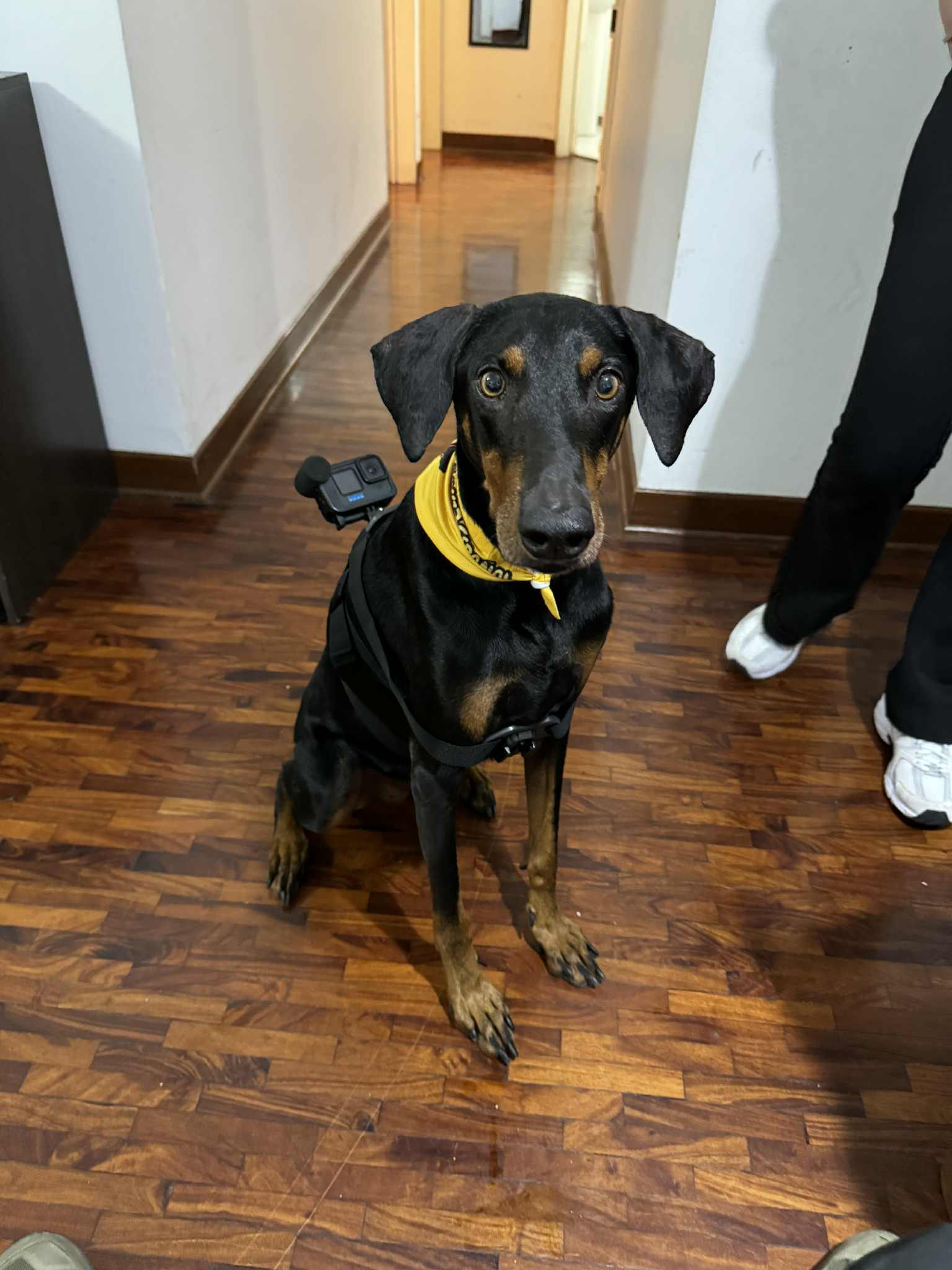 Pet Bandana AussieEspanol