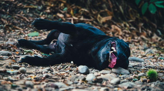 animaux, chat, chien, chevaux