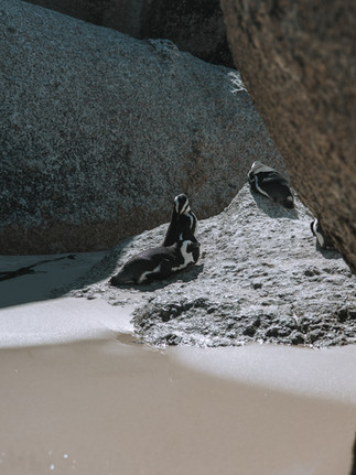 Jednodenní výlety z Kapského města - Jihoafrická republika