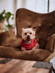 5 Surprising things your dog knows about you!