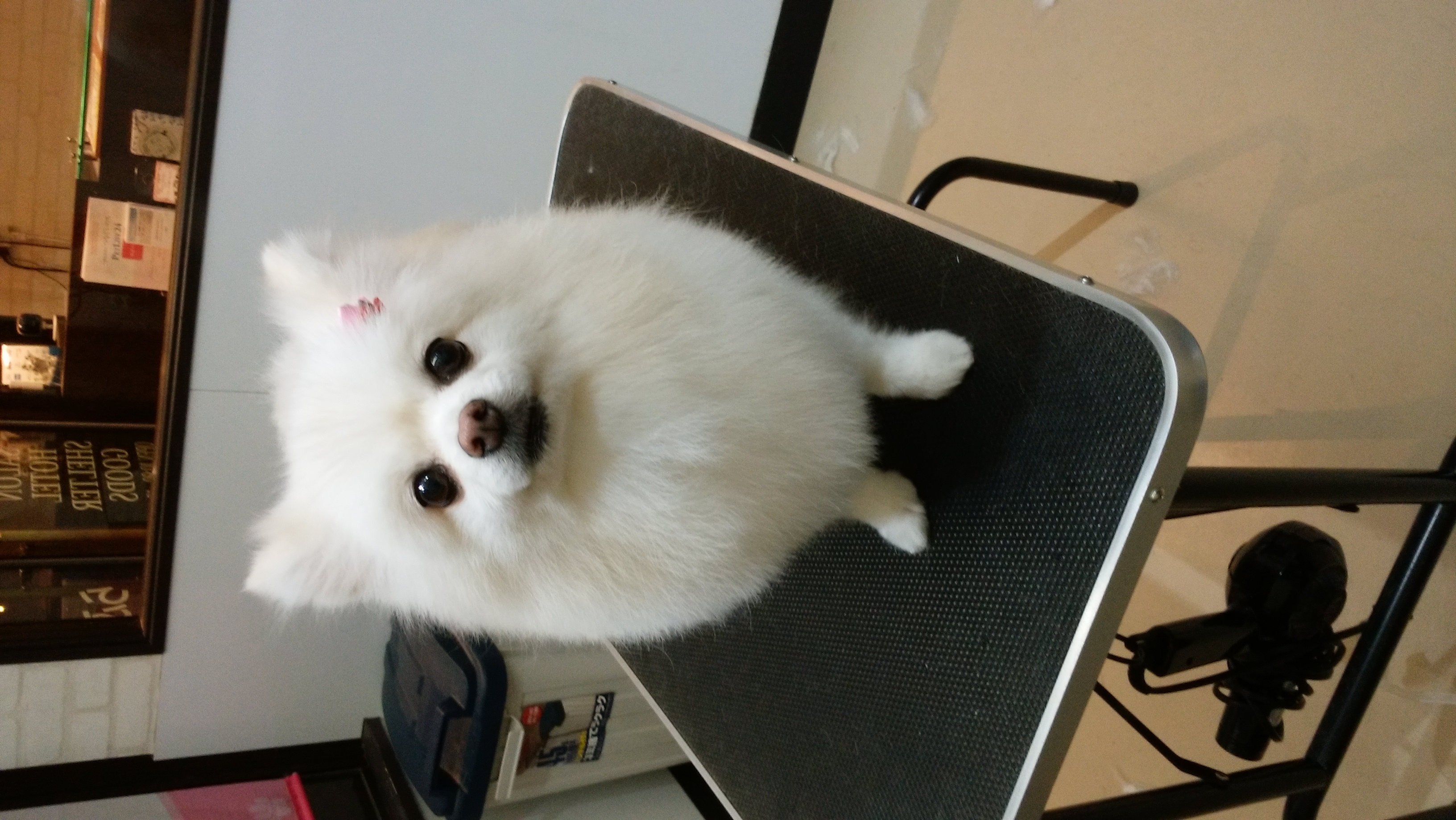 東京都品川区南大井 ポメラニアン こつぶちゃん トリミング ペット