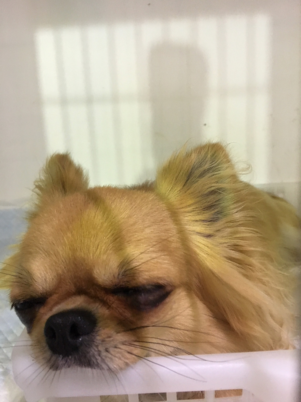 東京都品川区南大井保護犬チワワ
