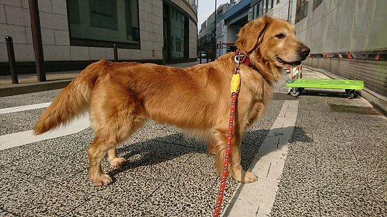 里親募集 ゴールデン レトリバー サクラちゃん 里親募集 ゴールデン レトリバー サクラちゃん