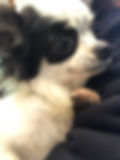 おくちゃん 里親決まりました。