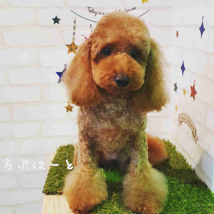 東京都 品川区 南大井 トイプードル モカちゃん トリミング ペットサロン ペットホテル 東京都 品川区 南大井 トイプードル モカちゃん トリミング ペットサロン ペットホテル