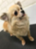 ちーちゃん 里親決まりました。