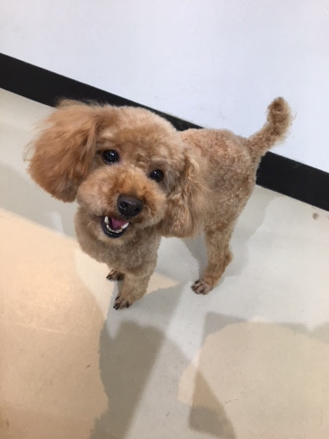 保護犬里親募集トイプードルオス 東京都品川区南大井