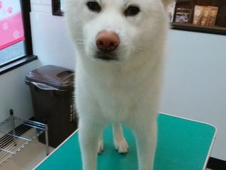 里親募集 秋田犬 アキくん