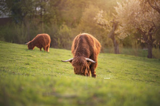 highlander