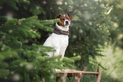 Shooting Hund Hildesheim