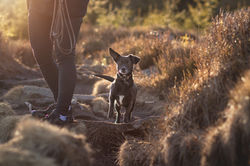 Fotowalk Harz Oderteich