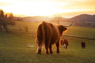 rinder highlander hildesheim