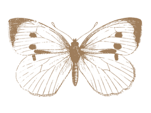The Butterfly Is Already There. Always.