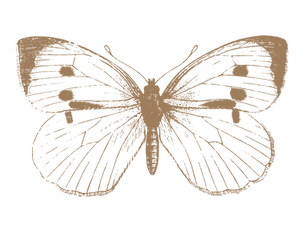 The Butterfly Is Already There.  Always.