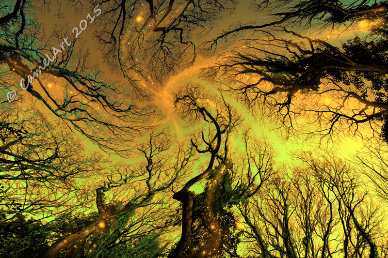 Dreaming Trees - Spring Light