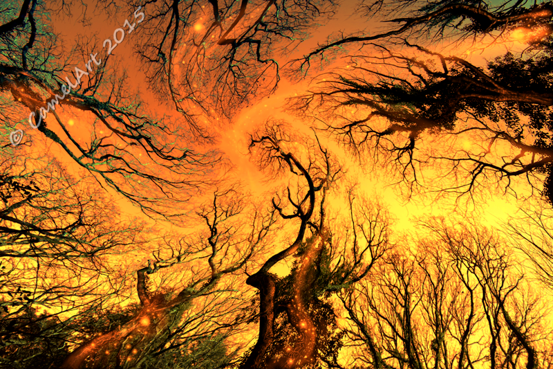 Dreaming Trees - Autumn Gold