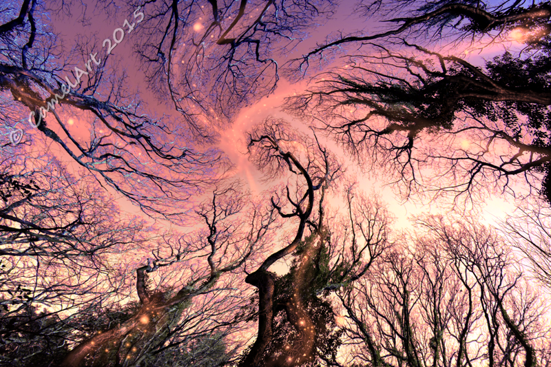 Dreaming Trees - Fantasy