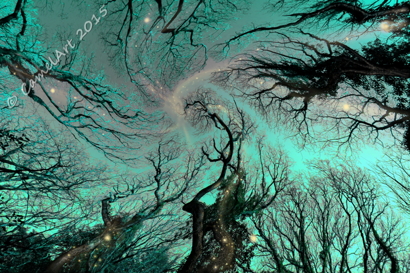 Dreaming Trees - Azure Sky