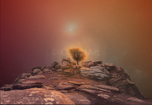 Burning Bush