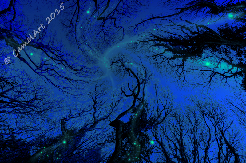 Dreaming Trees - Midnight Moonshine