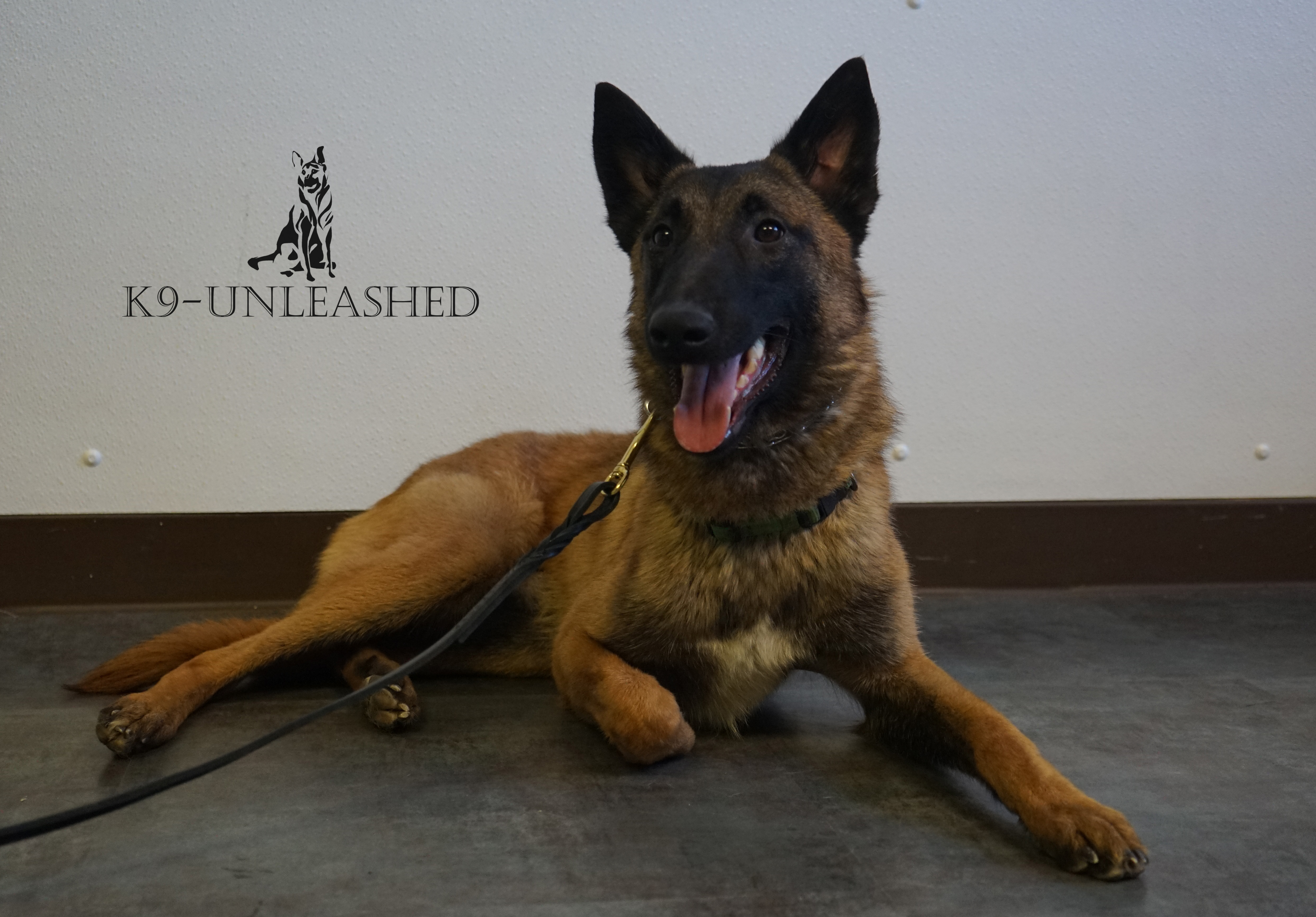 CHAOS | K9-UNLEASHED | Guard Dogs for Sale | Florida | USA