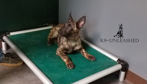 Canine Unleashed, Brindle Dutch Shepherd, target down stay on a kuranda bed