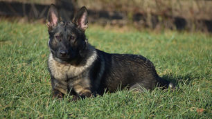 What does it mean for a family protection dog to have courage?