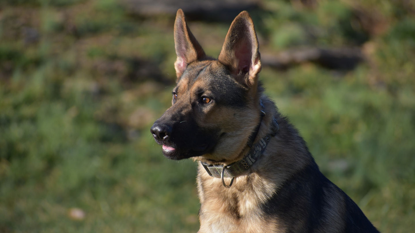 Phoenix adult German Shepherd – obedient, protective, and perfect for home security