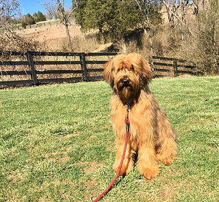 Griffin Sit stay On Leash
