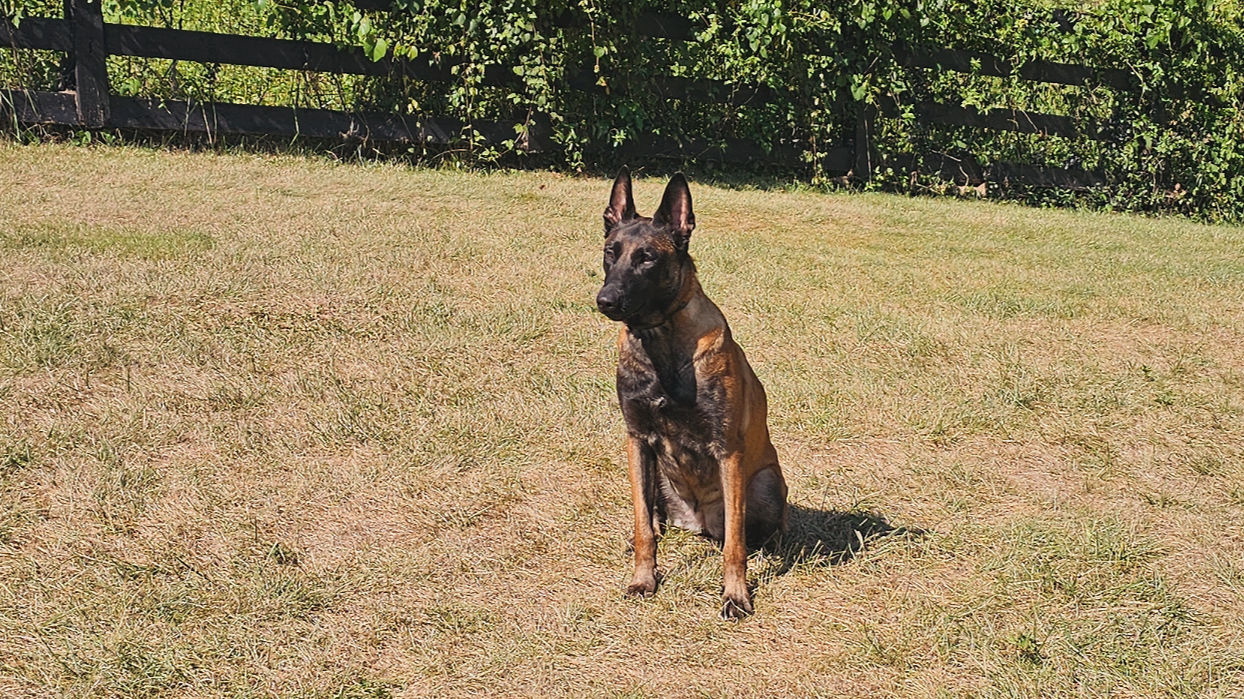 Summer fawn Belgian Malinois protection dog for sale – loyal family protection dog