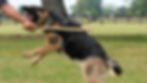 German Shepherd, protection dog training, K9 Unleahed