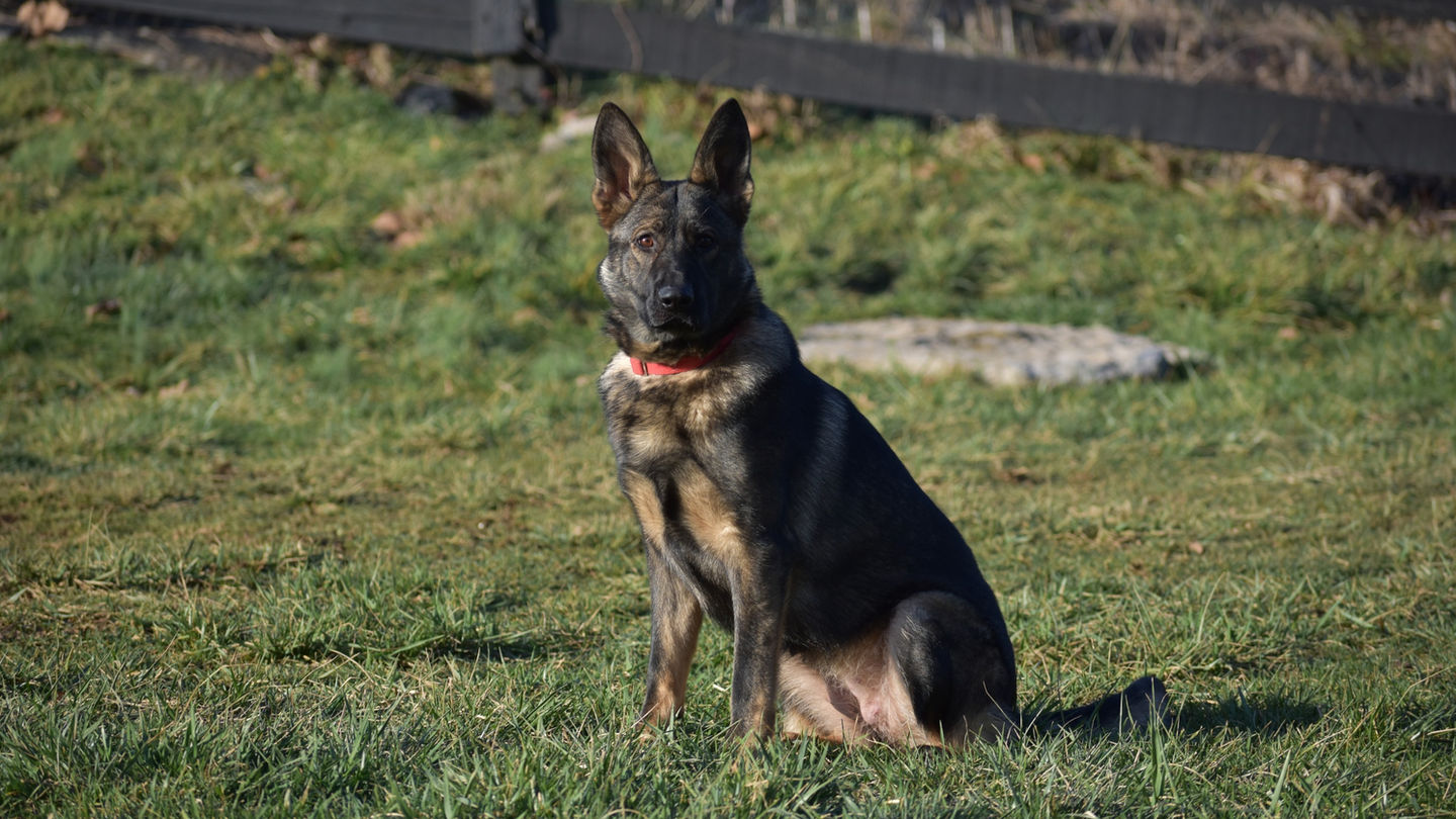 Petra German Shepherd protection dog – trained for family safety and loyalty