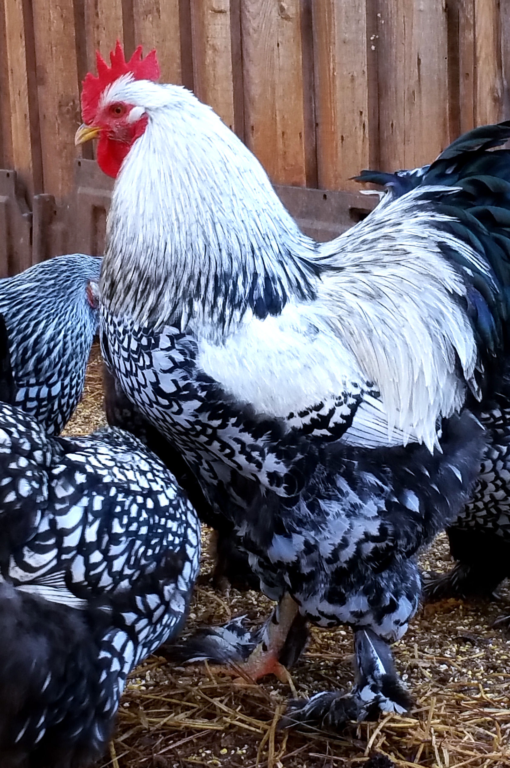 Silver Laced Cochin