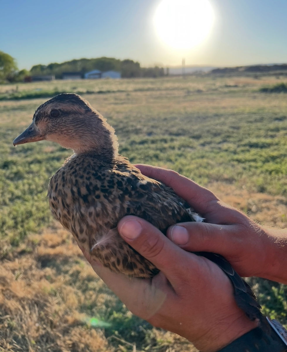 Thumbnail: Grey Call Ducklings $20