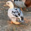 Thumbnail: Blue Ancona Call Ducklings $30