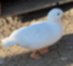 Thumbnail: White Call Ducklings $40