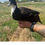 Thumbnail: Black Bibbed Call Ducklings $20