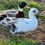 Thumbnail: Blue Ancona Call Ducklings $30