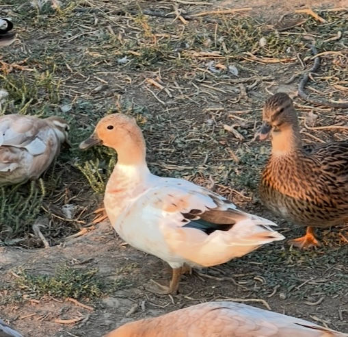 Thumbnail: Snowy Call Ducklings $30
